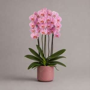 Orchidea Phalaenopsis